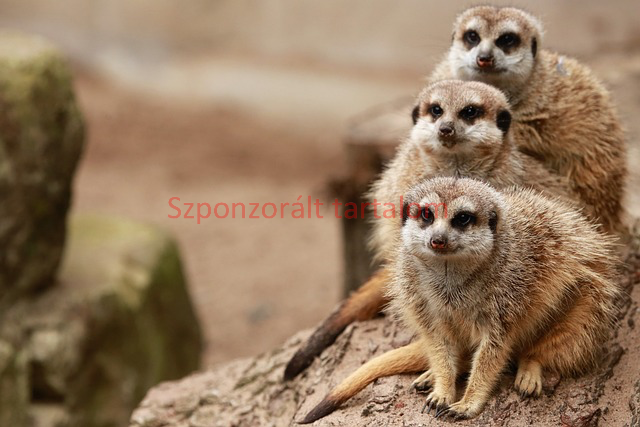 vulkan vegas no deposit bonus